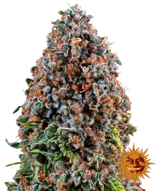 Critical Kush – Produktansicht