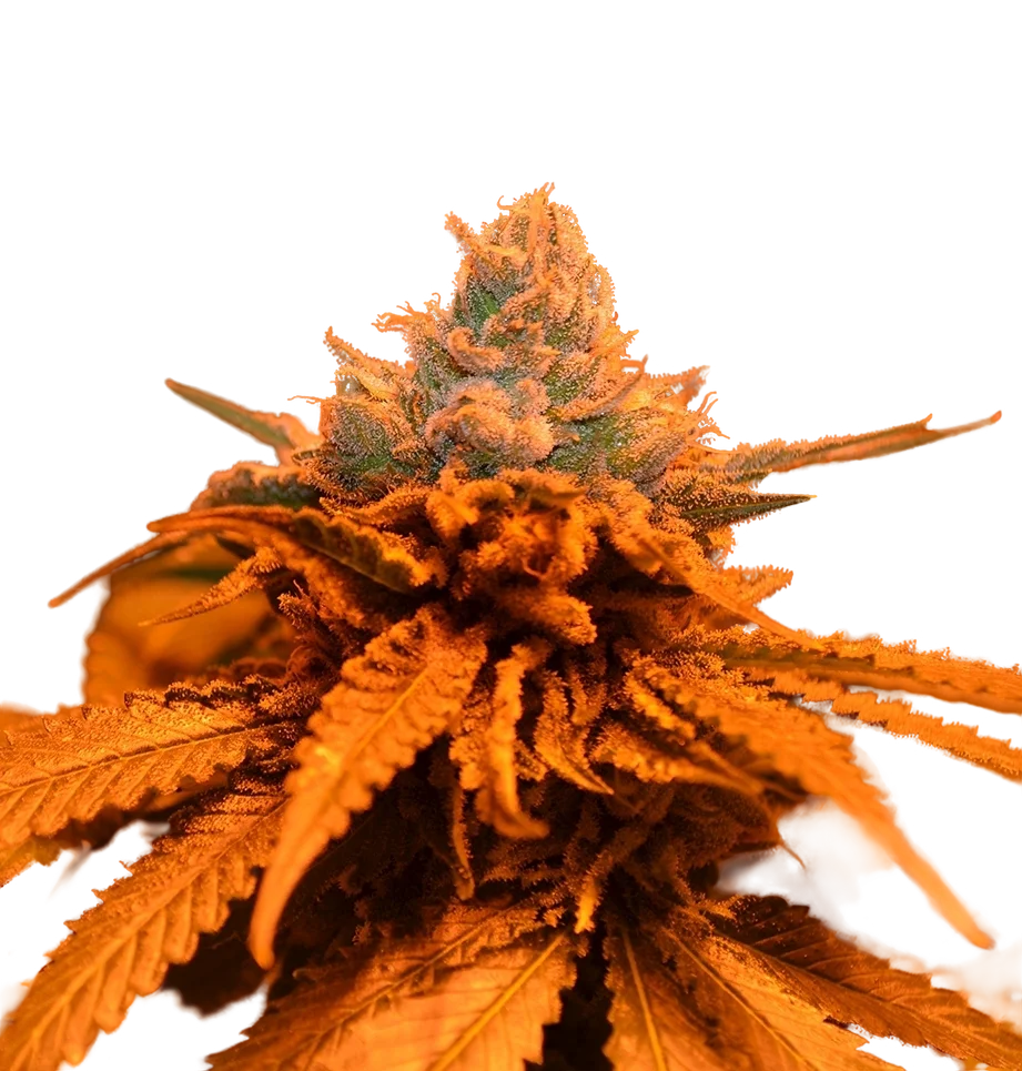 Candyland – Produktansicht