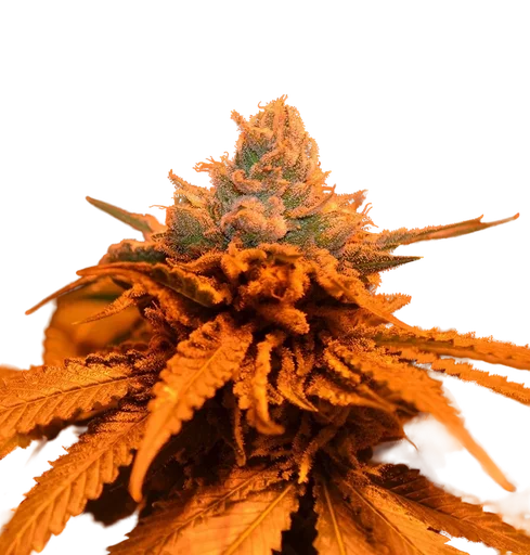 Candyland