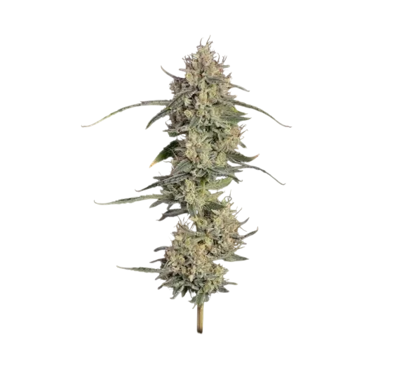 Chem Cookies Auto | AUTOFEM | Seedsman