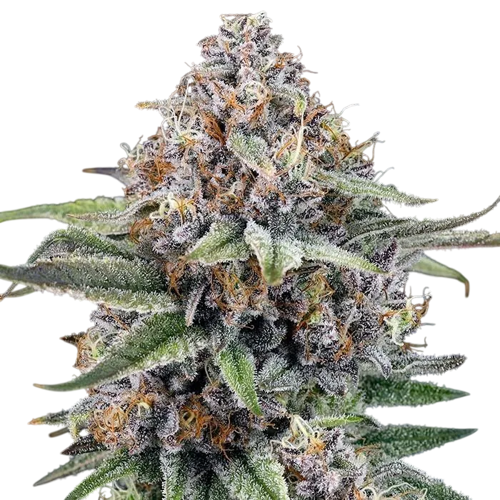 EyeBallz | PHOTOFEM | Ripper Seeds