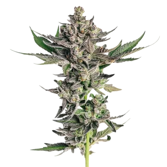 Grapes & Cream – Produktansicht