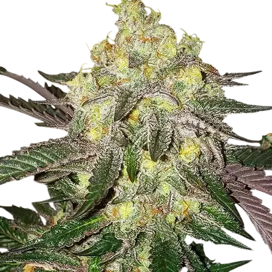 Candy Store RBX | PHOTOFEM | Ethos Genetics