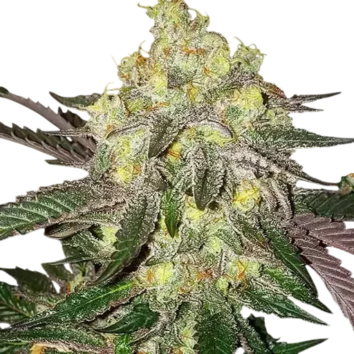 Candy Store RBX