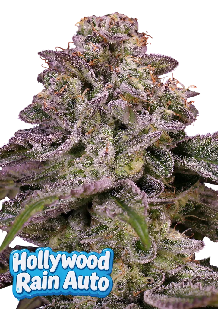 Hollywood Rain Auto | AUTOFEM | Anesia Seeds