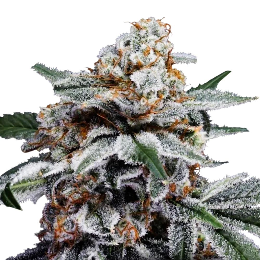 Canelo Auto | AUTOFEM | DNA Genetics