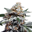 Canelo Auto | AUTOFEM | DNA Genetics