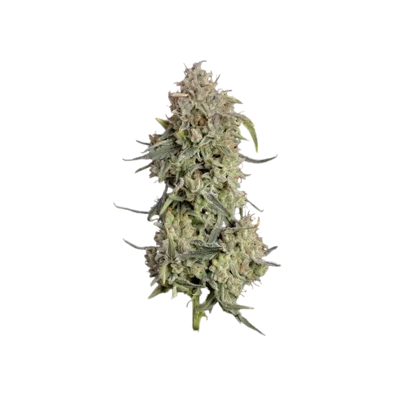 Lilac Cookies Auto – Produktansicht