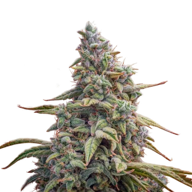 Canna-Cheese CBD 1:1 Auto – Produktansicht