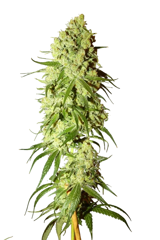 Cannatonic – Produktansicht