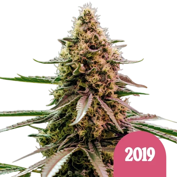 The 2019 | PHOTOFEM | Royal Queen Seeds