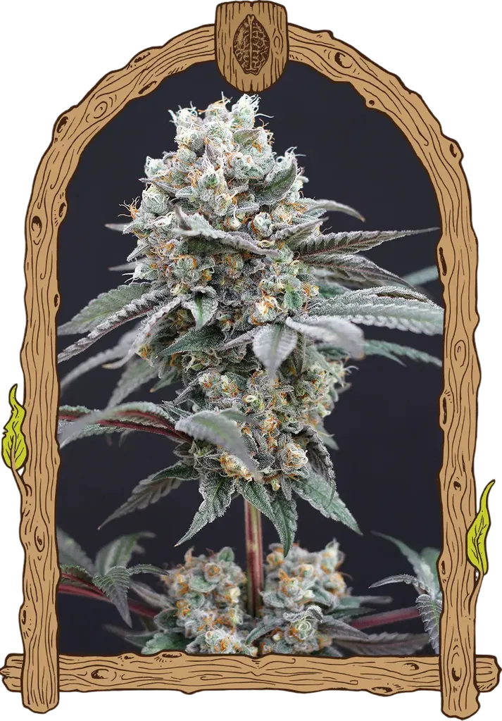 The Clash | PHOTOFEM | Exotic Seed