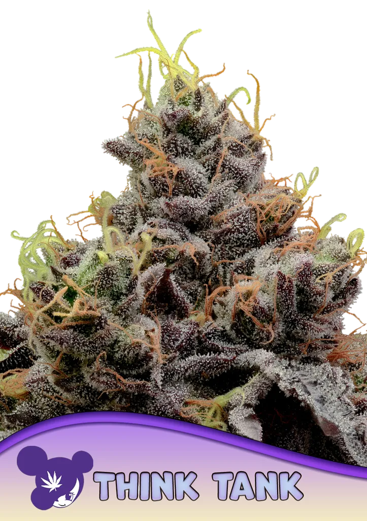 Think Tank | PHOTOFEM | Anesia Seeds