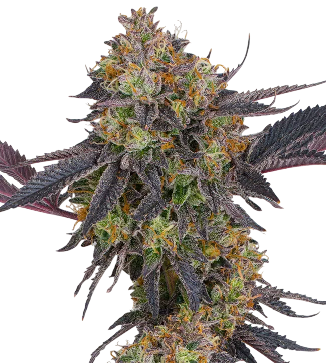 Tropicana Cherry – Produktansicht