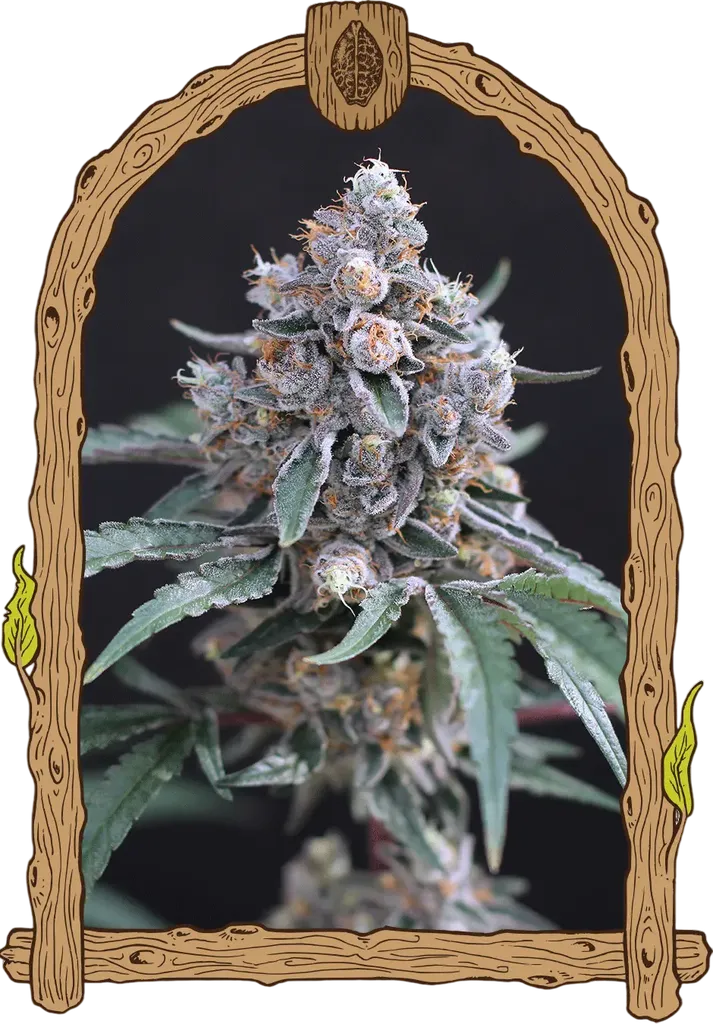 Turbo Junky | PHOTOFEM | Exotic Seed