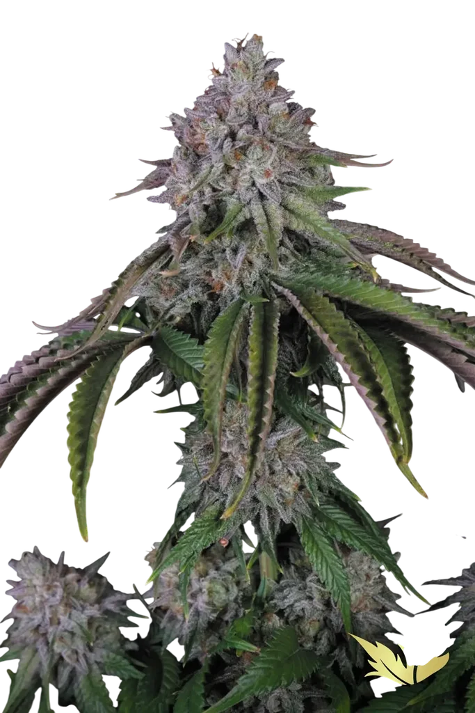 Velvet Mist | PHOTOFEM | Paradise Seeds
