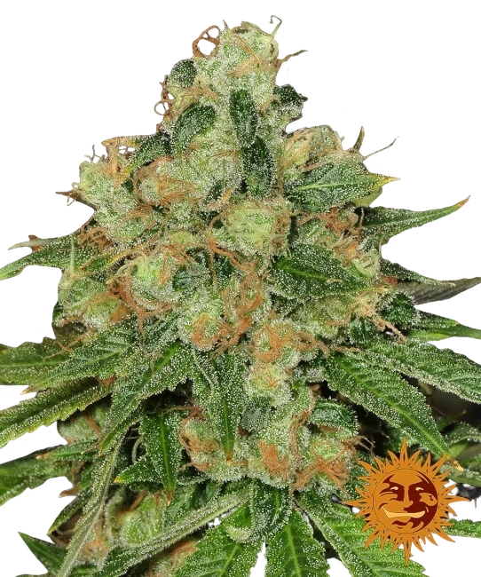 Caramel CBD – Produktansicht