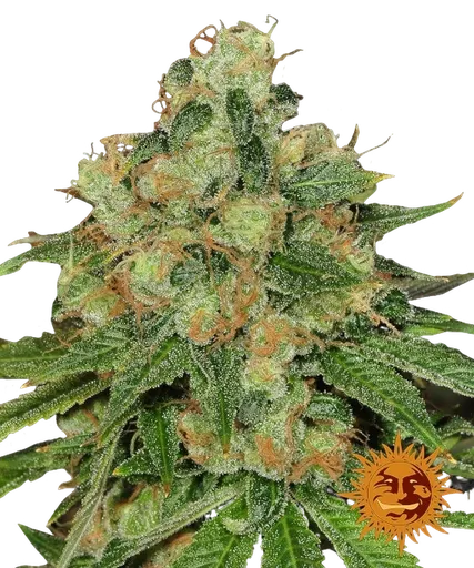 Caramel CBD | PHOTOREG | Barneys Farm