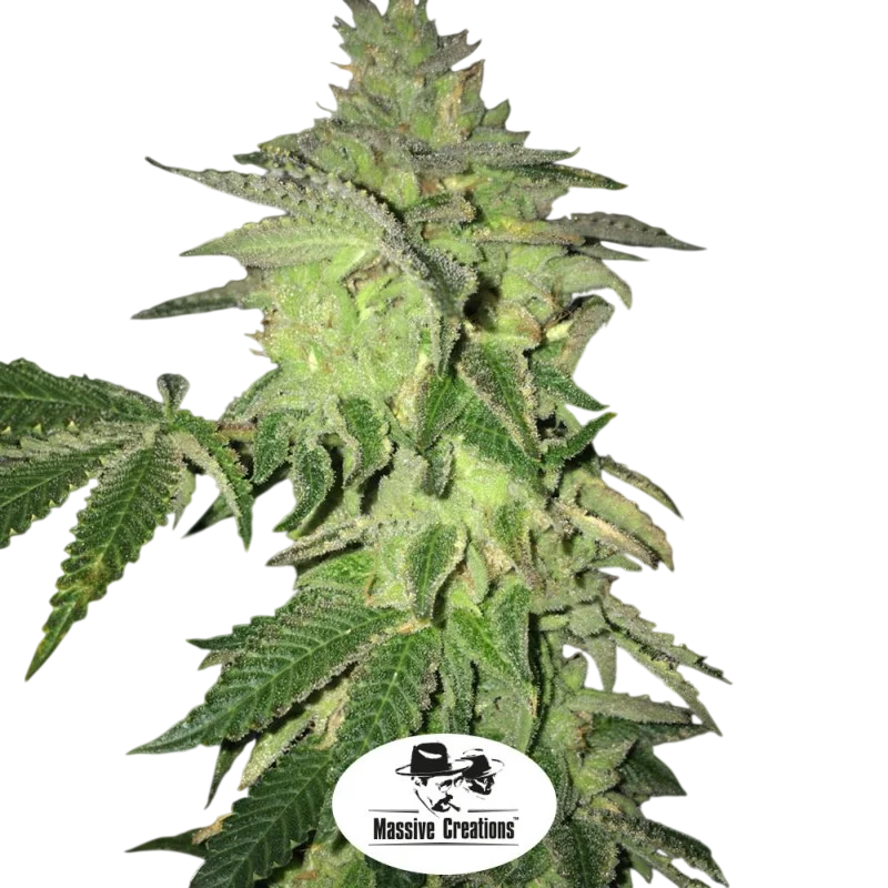 Shiloh Z – Produktansicht