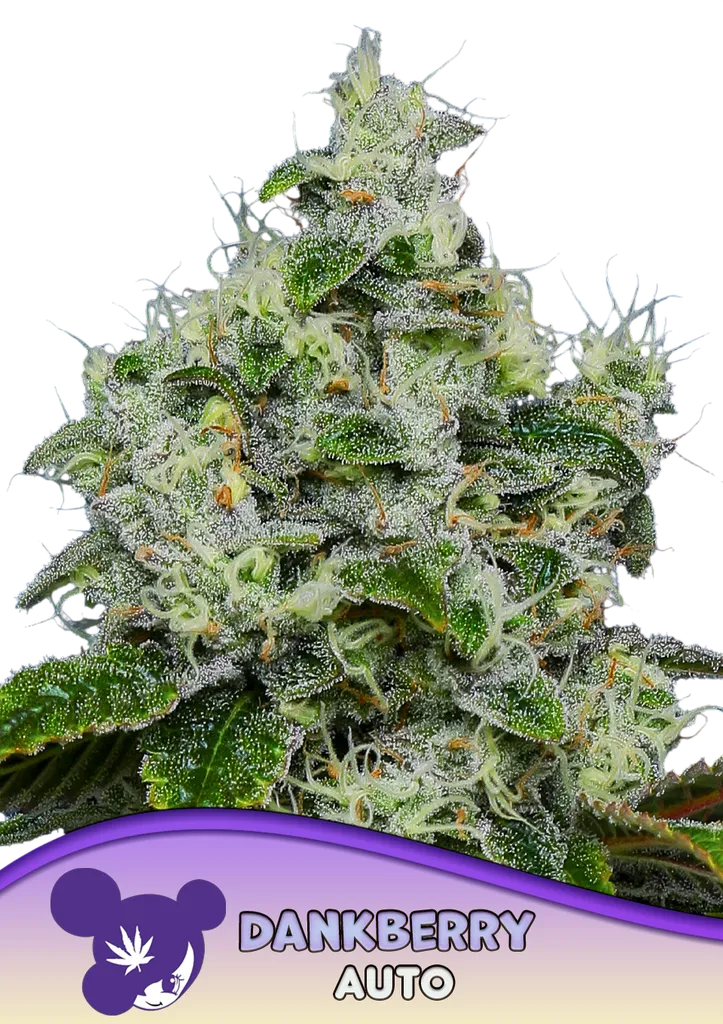 Dankberry Auto | AUTOFEM | Anesia Seeds