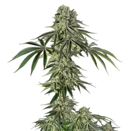Jamaican Mountain – Produktansicht