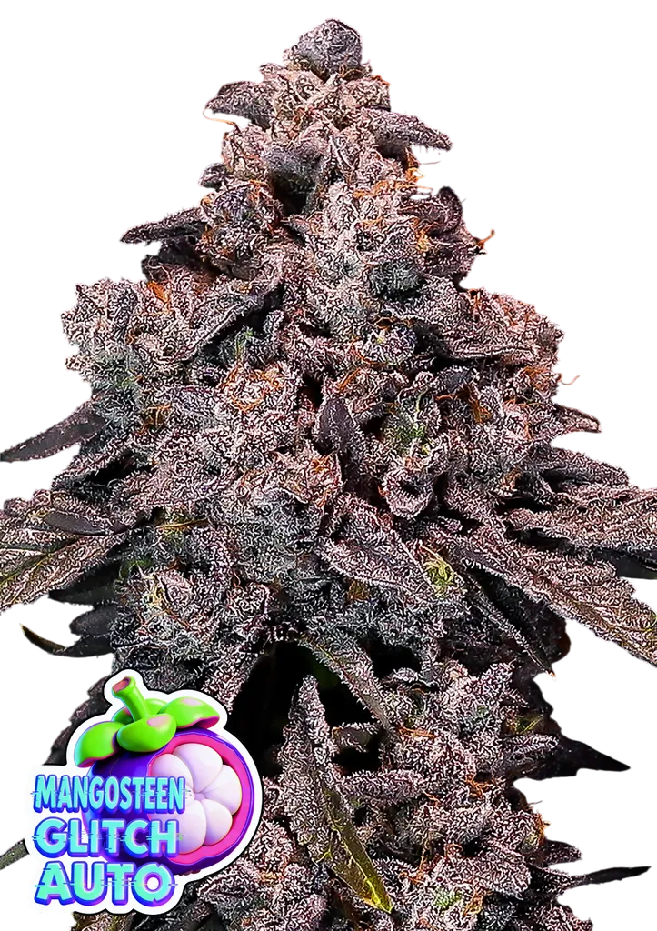 Mangosteen Glitch Auto | AUTOFEM | Anesia Seeds