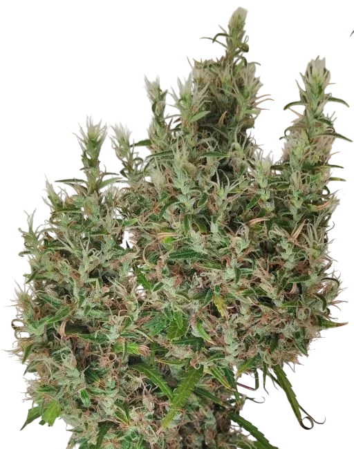 Papua New Guinea – Produktansicht