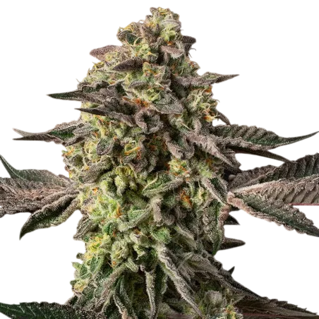 Sugar Rock | PHOTOFEM | Silent Seeds