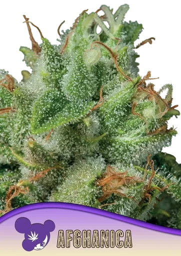 Afghanica