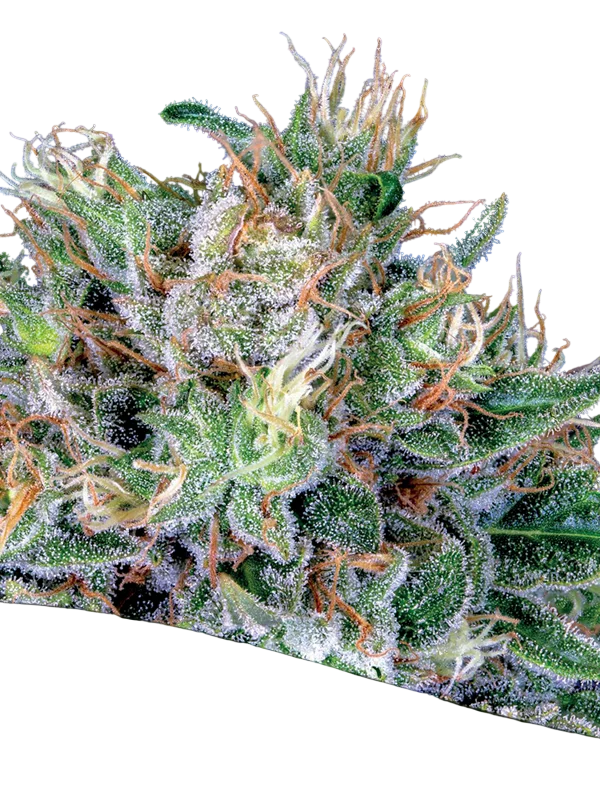 Amnesia Flash – Produktansicht