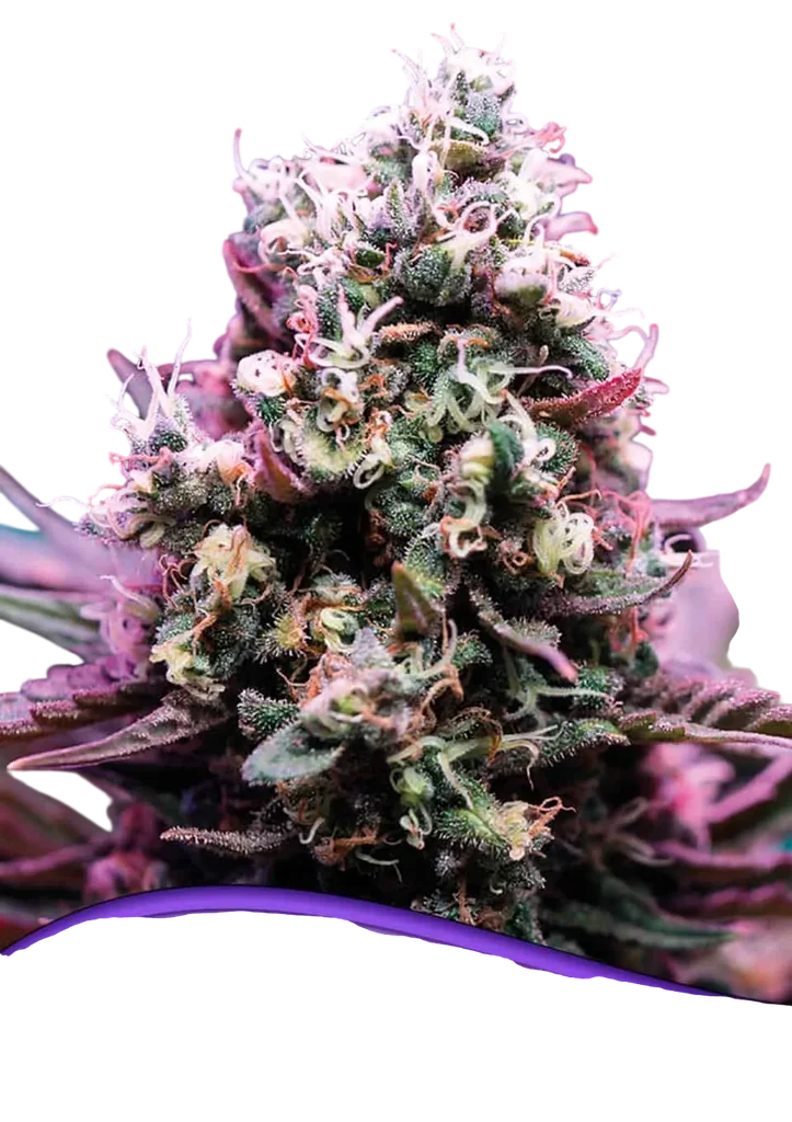 Amnesia Flash Auto | AUTOFEM | Anesia Seeds