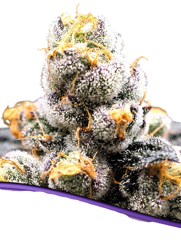 Anesia Scout Cookies – Produktansicht