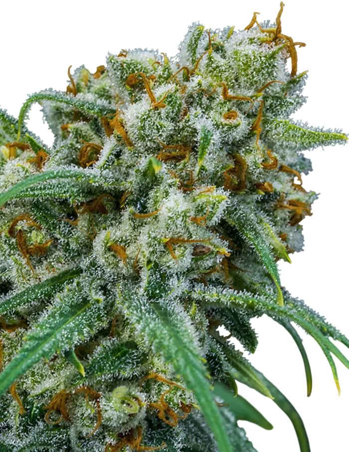 Apollo Eleven | PHOTOREG | Brothers Grimm Seeds
