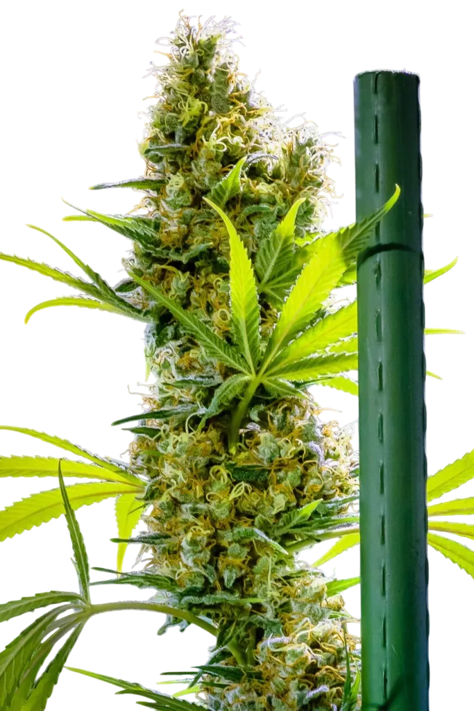 Apollo Haze | PHOTOREG | Brothers Grimm Seeds