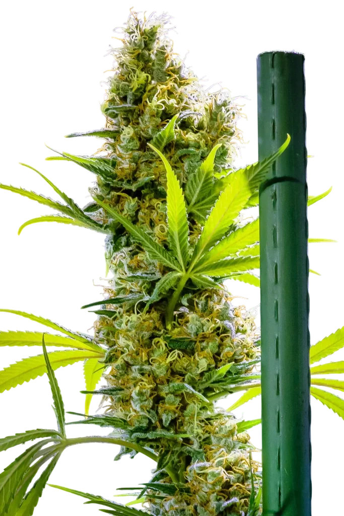 Apollo Haze | PHOTOREG | Brothers Grimm Seeds
