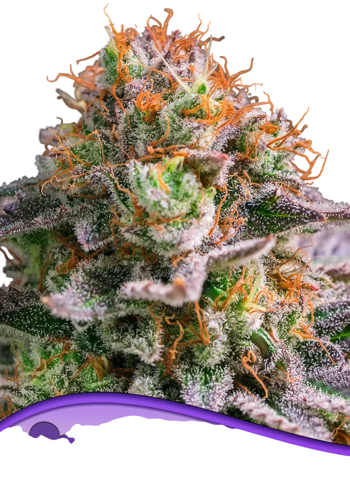 Apricot Oz – Produktansicht