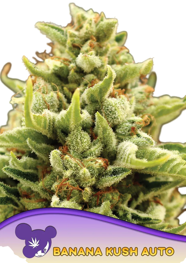 Banana Kush Auto | AUTOFEM | Anesia Seeds