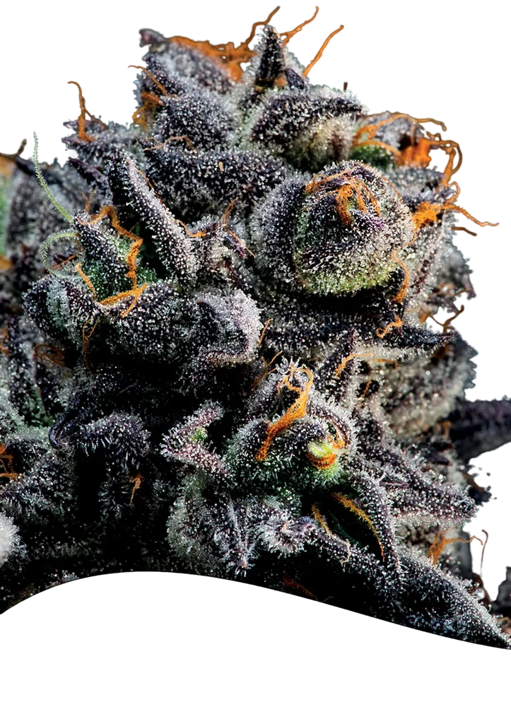Blueberry Banana Auto – Produktansicht