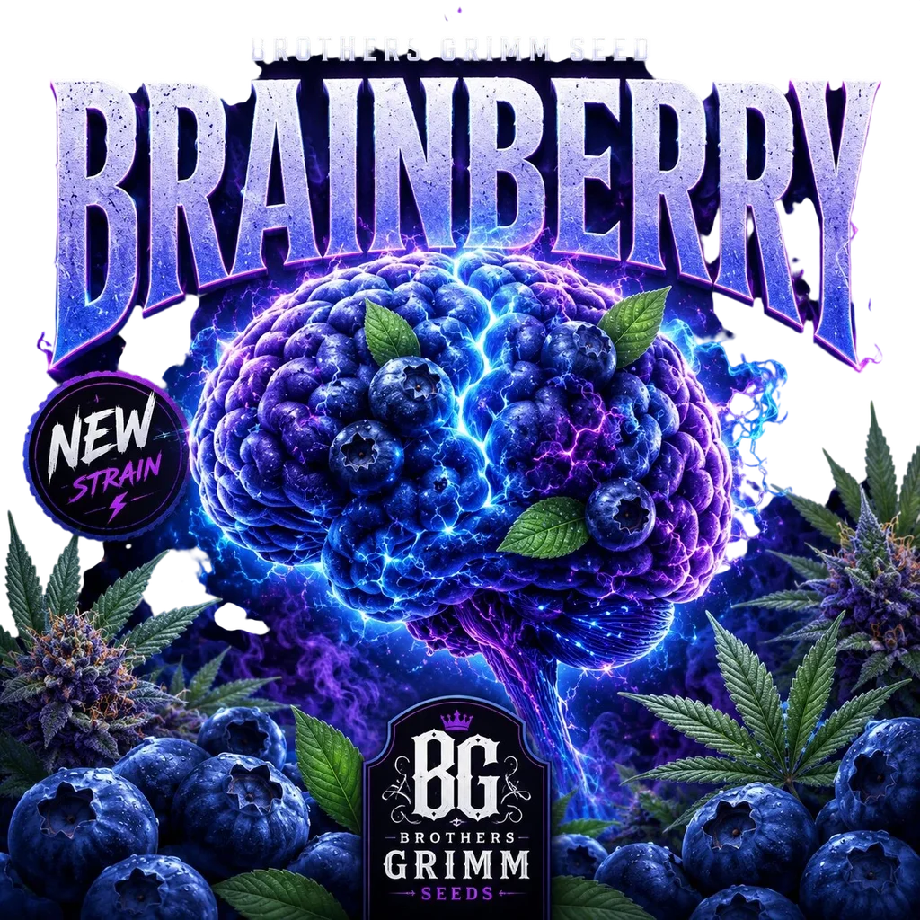 Brainberry | PHOTOFEM | Brothers Grimm Seeds