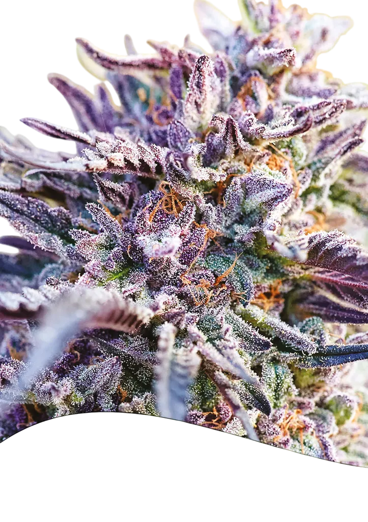 Bubblegum Auto | AUTOFEM | Anesia Seeds