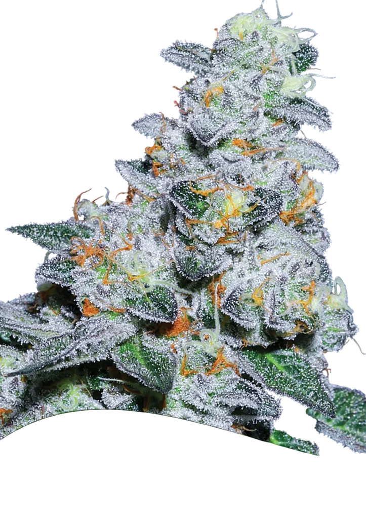Captain Future | PHOTOFEM | Anesia Seeds