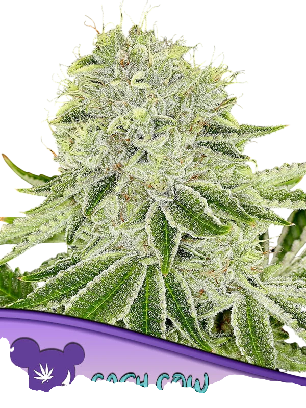 Cash Cow | PHOTOFEM | Anesia Seeds
