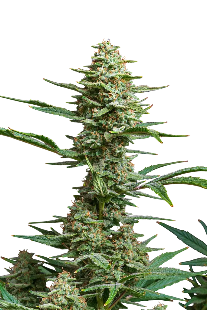 Chewy's Fruit Punch Auto | AUTOFEM | Mephisto Genetics