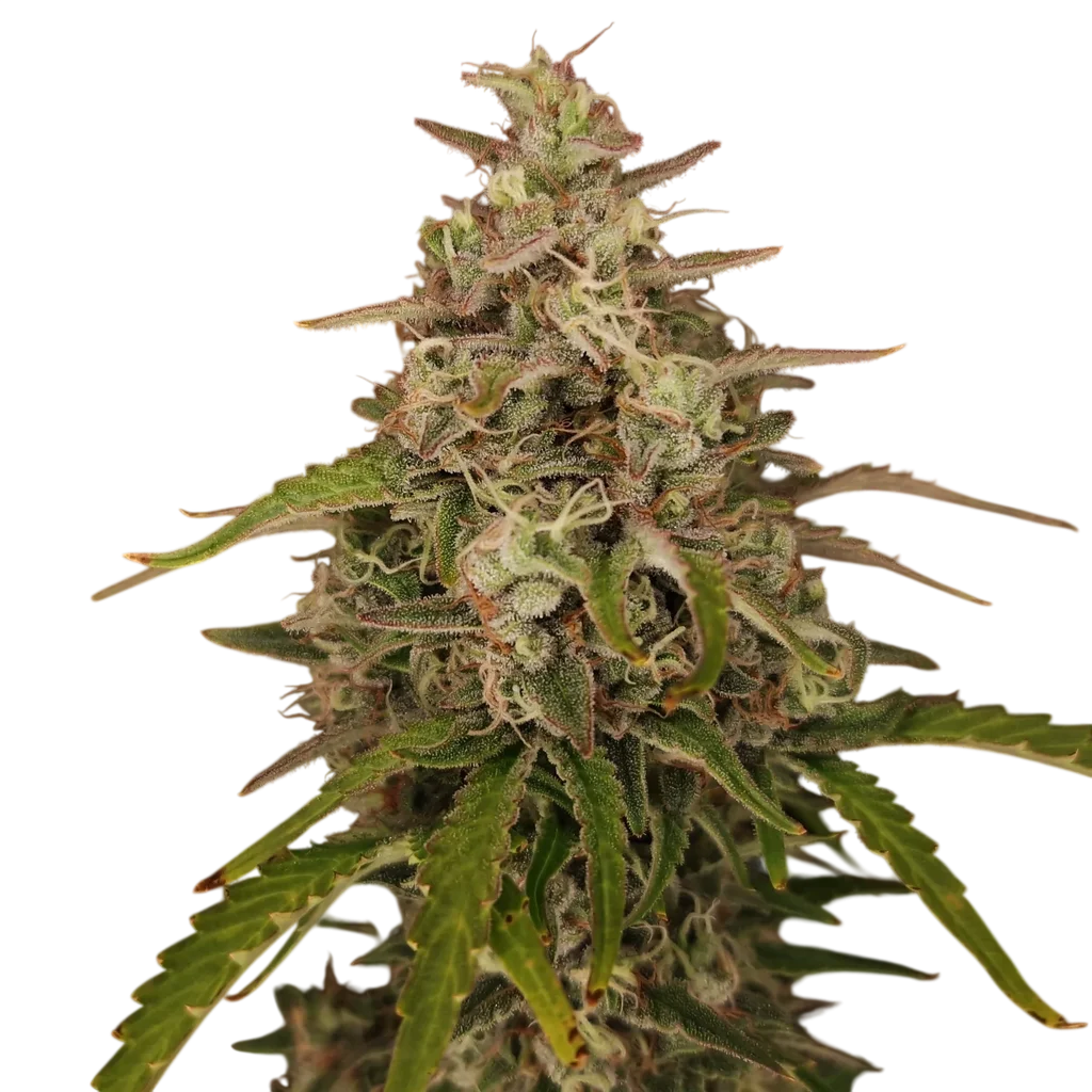 Chronic Ryder Auto – Produktansicht