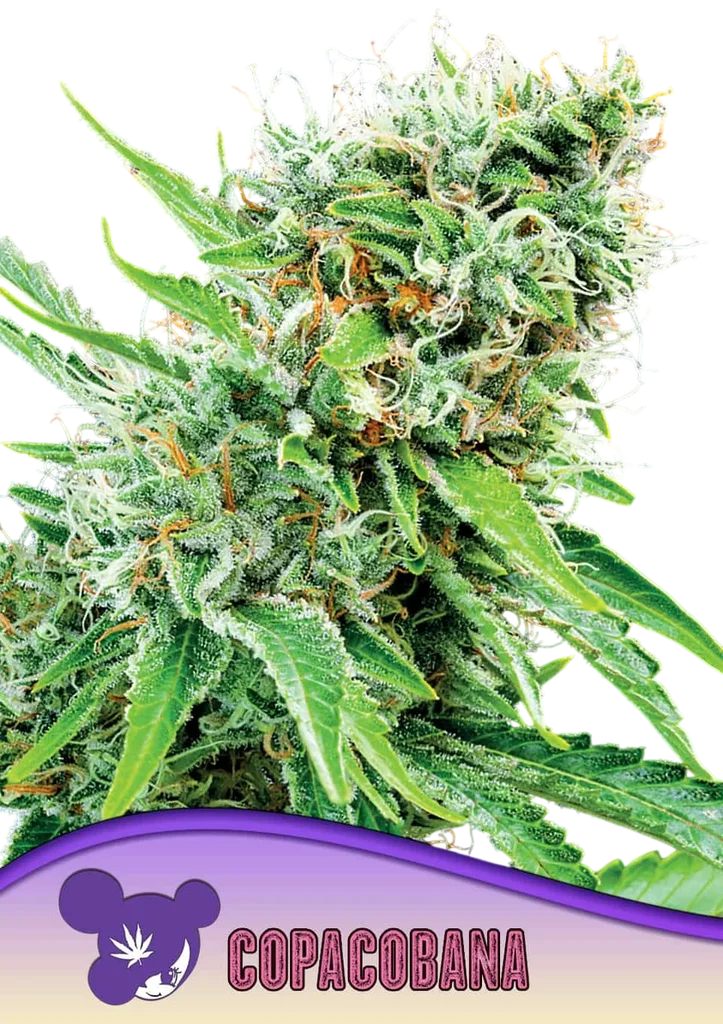 Copacobana | PHOTOFEM | Anesia Seeds