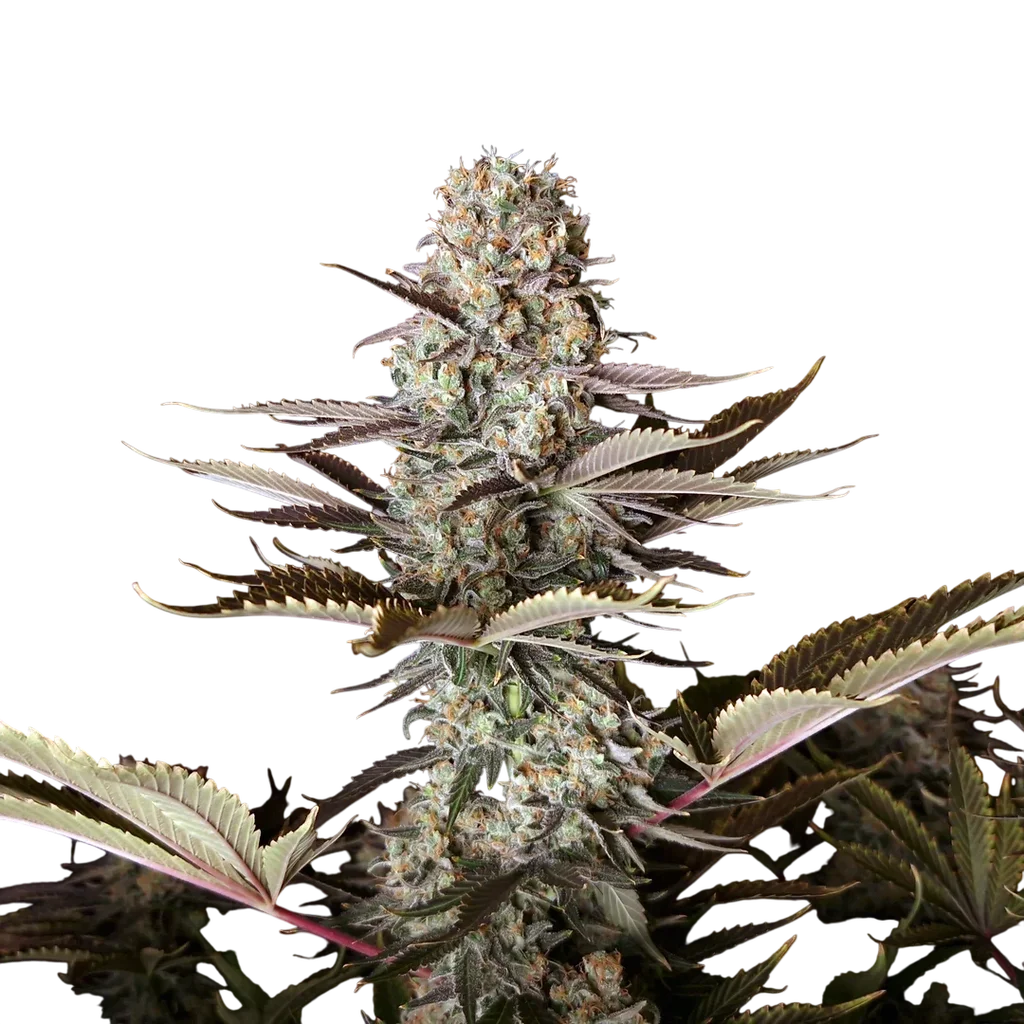 DC Kush – Produktansicht