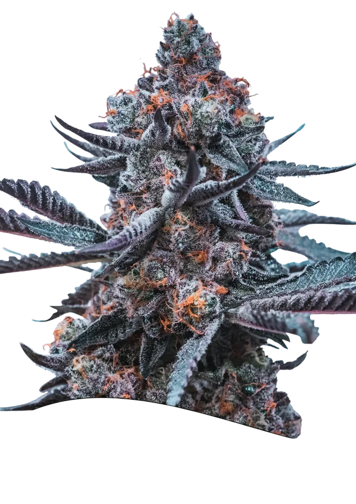 Deep Jealousy Auto – Produktansicht