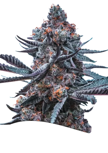 Deep Jealousy Auto