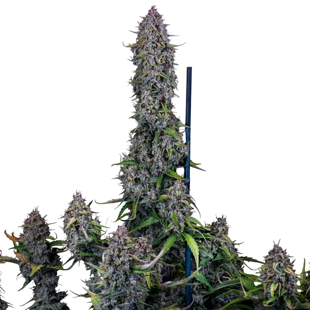 Dodgy Jammers Auto | AUTOFEM | Mephisto Genetics