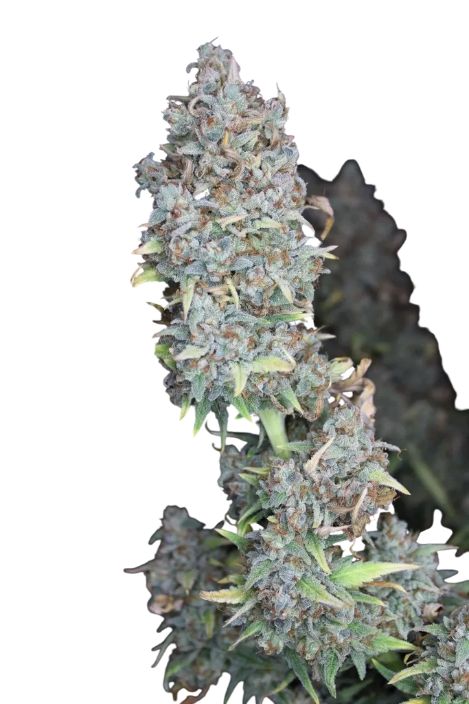 Double Smile Auto | AUTOFEM | Mephisto Genetics